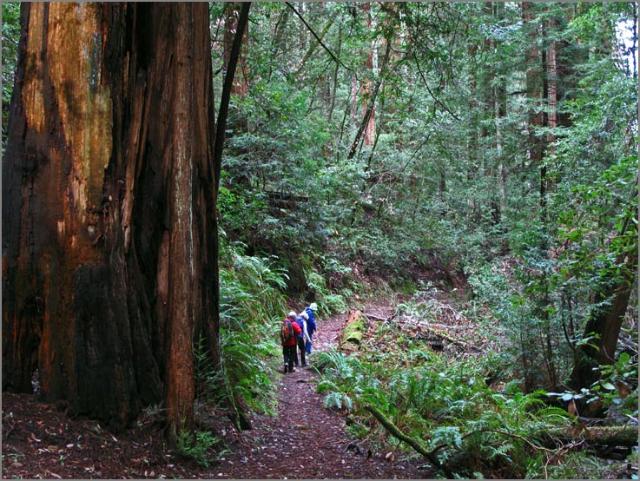 sm 2010.02.11.36  SP Taylor.jpg - Hikers lend scale to massive fire scared old growth redwoods.